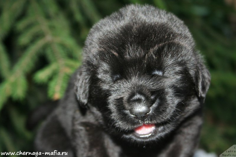 Фото: ньюфаундленд Черная Мафия Алл Ригхтс Ресервед (Chernaya Mafia Аll Rights Reserved)
