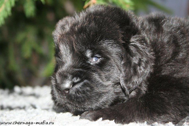 Фото: ньюфаундленд Черная Мафия Аттрактиве Повер (Chernaya Mafia Attractive Power)