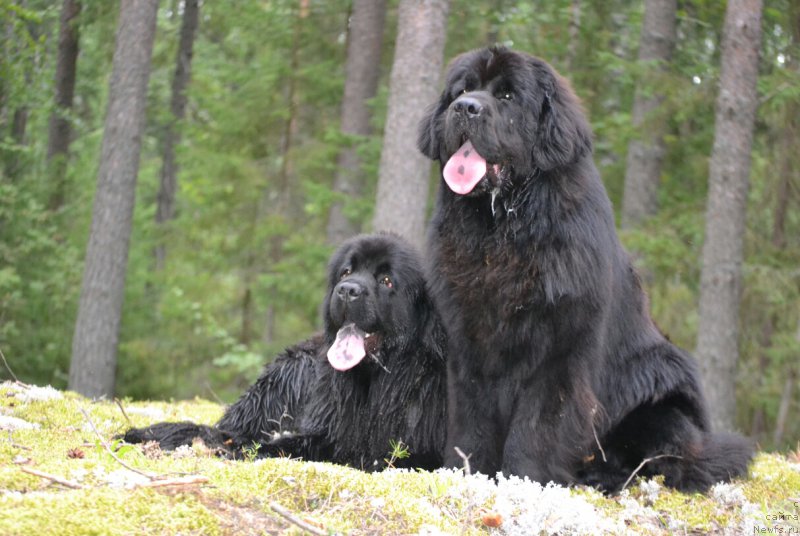Фото: ньюфаундленд Многоликая Богиня Манифик (Mnogolikaya Boginya Manifik), ньюфаундленд Назар Вятский Медведь (Nazar Vyatskiy Medved)