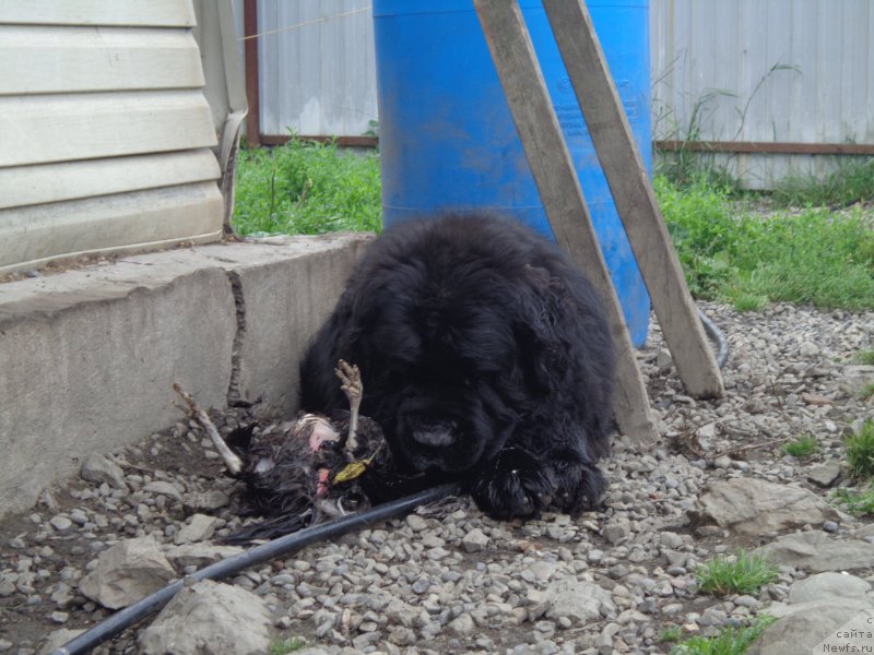 Фото: ньюфаундленд Вито Качо Ферл (Vito Kacho Ferl)