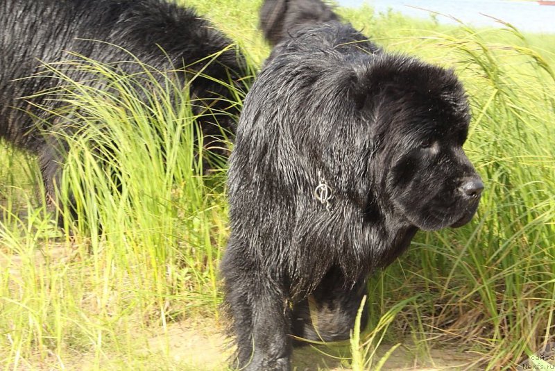 Фото: ньюфаундленд Анабелле Квин оф зэ Моунтайнс