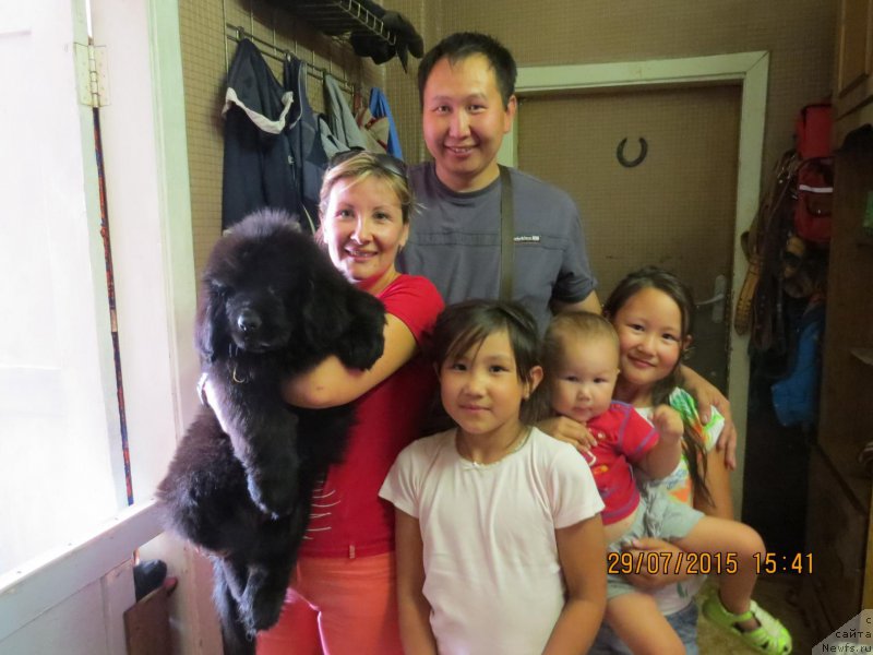 Фото: ньюфаундленд Хит Шелико Гармония Души