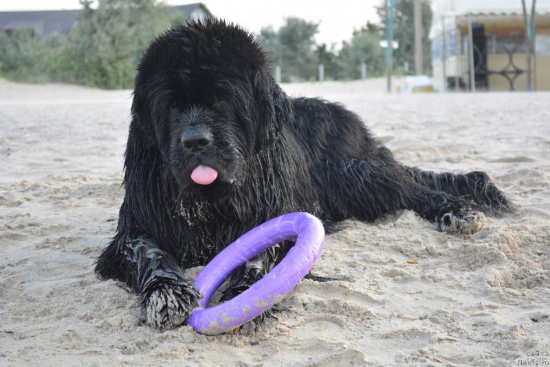 Фото: ньюфаундленд Альфа Таури Династия Совершенства (Аlpha Tauri Dinastiya Soverchenstva)