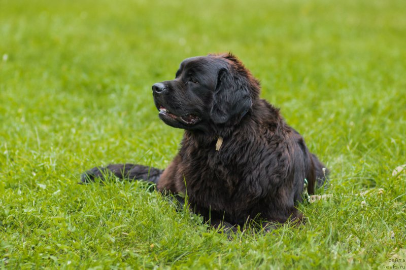 Фото: Антон Абдрашитов, ньюфаундленд Питерньюф Авантюра (Piternyuf Aventure)