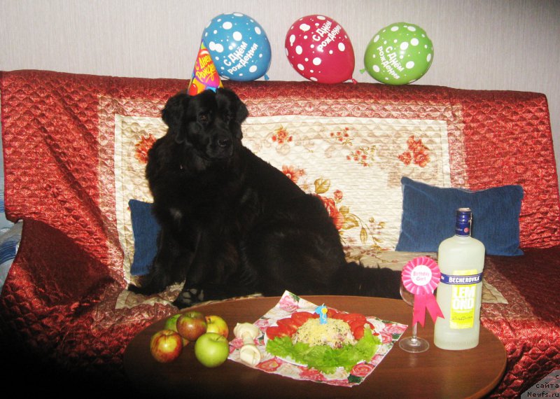 Фото: ньюфаундленд Питерньюф Авантюра (Piternyuf Aventure)