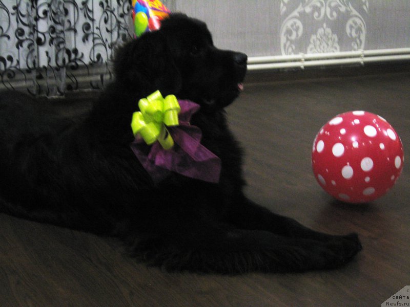 Фото: ньюфаундленд Питерньюф Авантюра (Piternyuf Aventure)