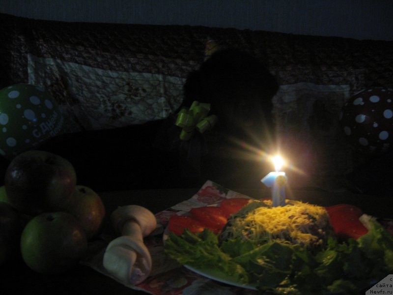 Фото: ньюфаундленд Питерньюф Авантюра (Piternyuf Aventure)