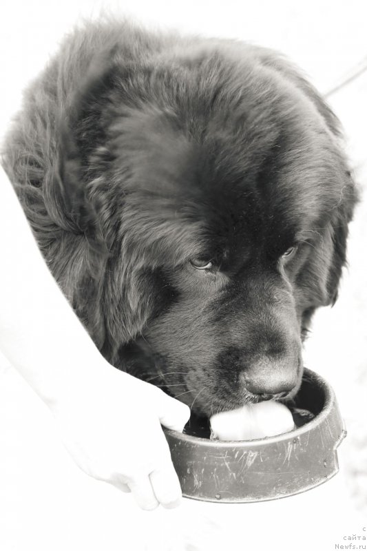 Фото: ньюфаундленд Варгас Де Ла Масса Армандо (Vargas de la Massa Armando)