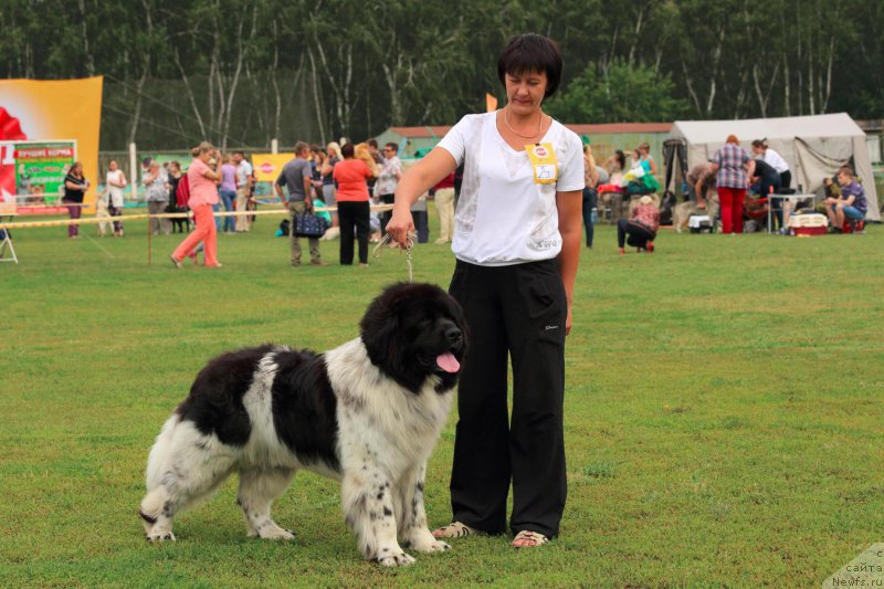 Фото: ньюфаундленд Варгас Де Ла Масса Армандо (Vargas de la Massa Armando)