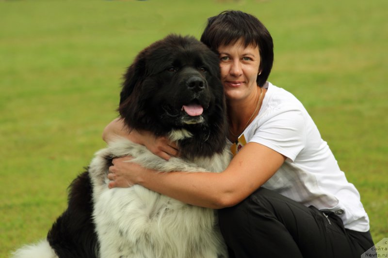 Фото: ньюфаундленд Варгас Де Ла Масса Армандо (Vargas de la Massa Armando)