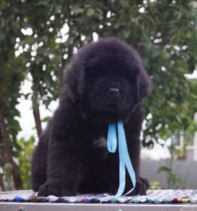 Фото: ньюфаундленд Супер Премиум Уинстон Чурчилль