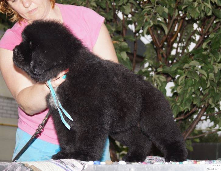 Фото: ньюфаундленд Супер Премиум Уинстон Чурчилль