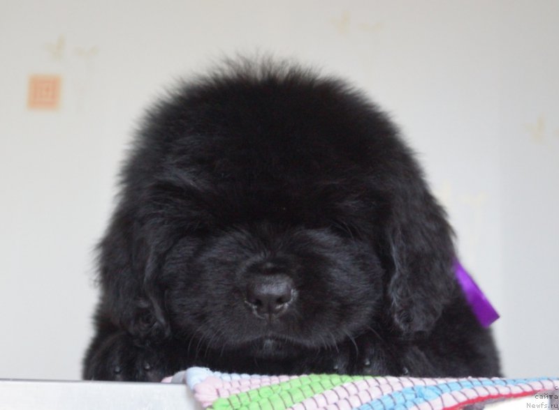 Фото: ньюфаундленд Супер Премиум Уолт Диснеу