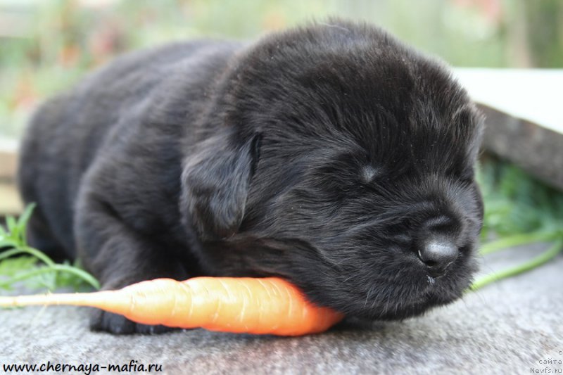 Фото: ньюфаундленд Черная Мафия Алл Ригхтс Ресервед (Chernaya Mafia Аll Rights Reserved)