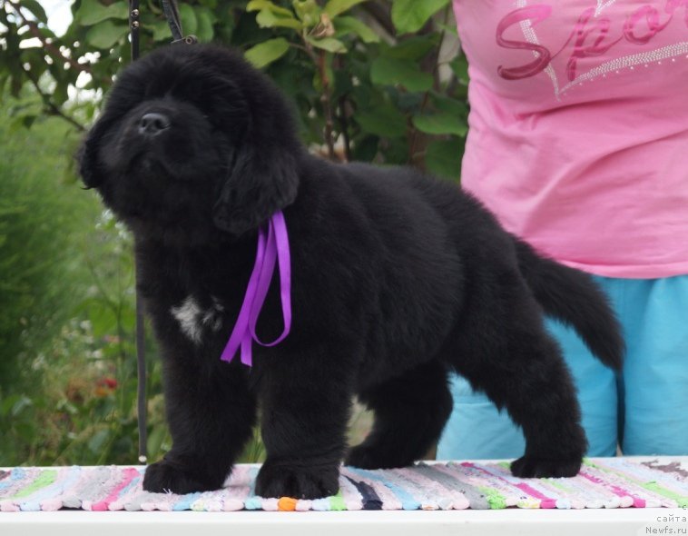 Фото: ньюфаундленд Супер Премиум Уолт Диснеу