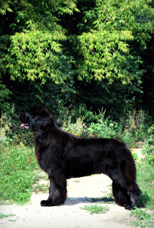 Фото: ньюфаундленд Гран При Тольятти Турандот