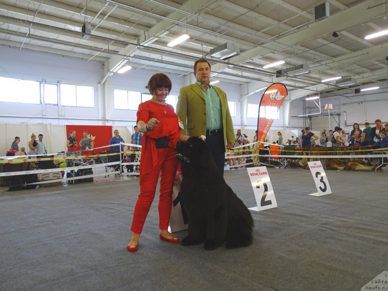 Фото: ньюфаундленд Ньюфорт Шон Волмари Триумф (Njufort Shawn Wallmar Triumph)