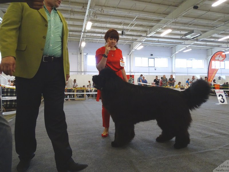 Фото: ньюфаундленд Ньюфорт Шон Волмари Триумф (Njufort Shawn Wallmar Triumph)