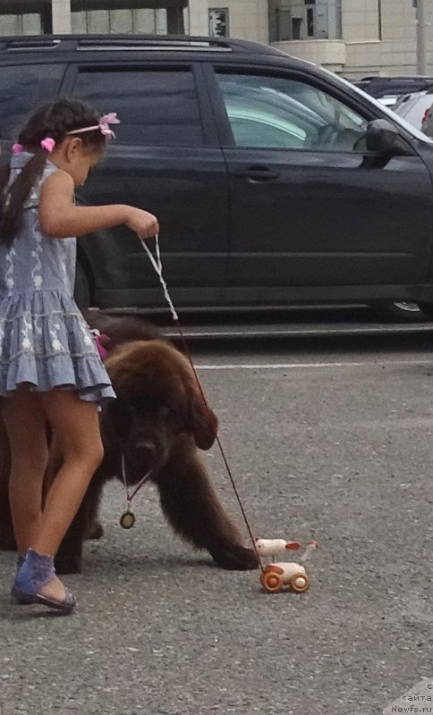 Фото: ньюфаундленд Ньюфорт Вивиан