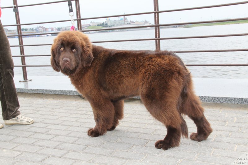 Фото: ньюфаундленд Ньюфорт Вивиан