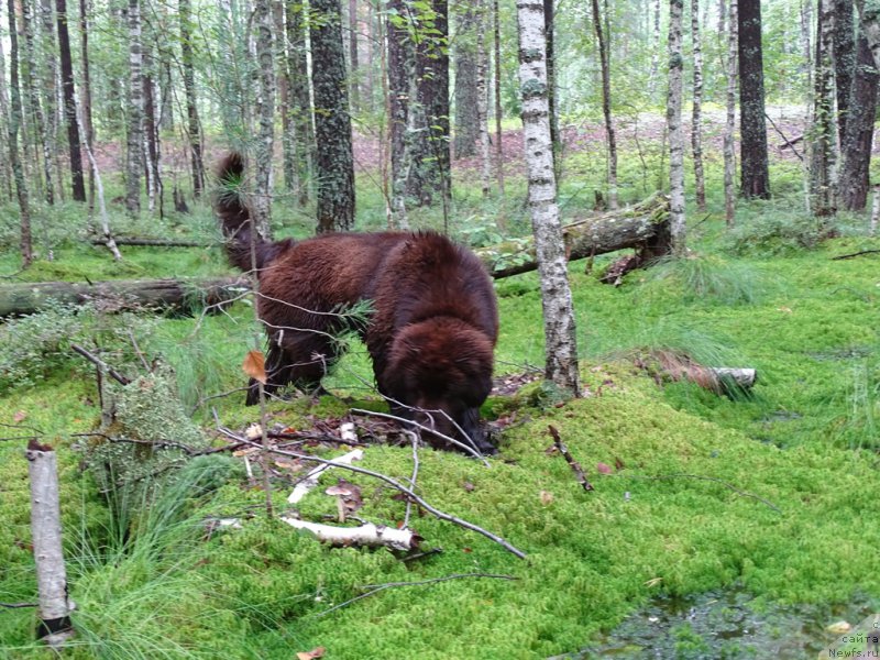 Фото: ньюфаундленд Ньюфорт Вивиан