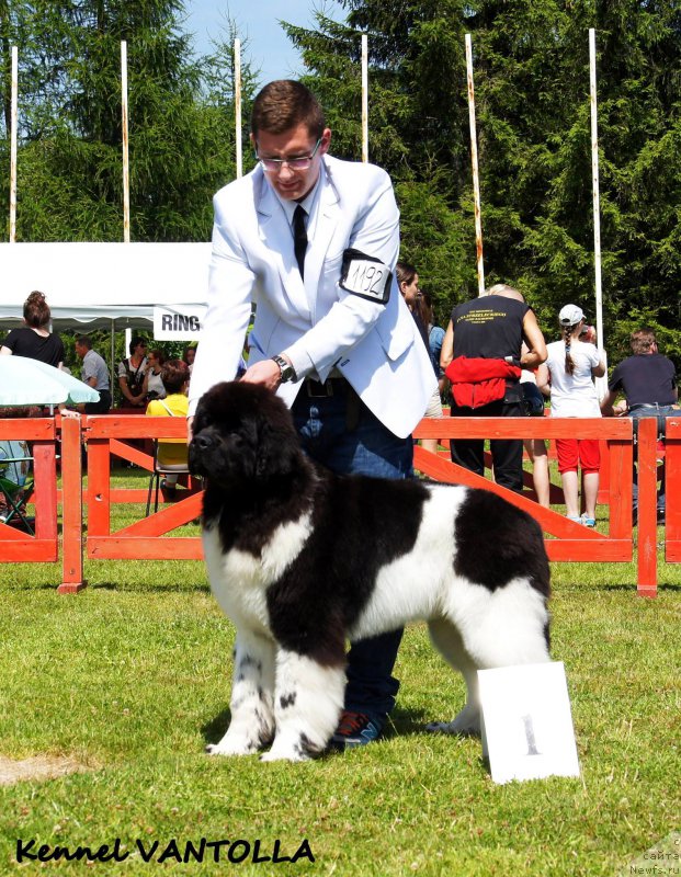 Фото: ньюфаундленд Сент Джонс Перфект фор Вантолла (Sent Djons Perfect for Vantolla)