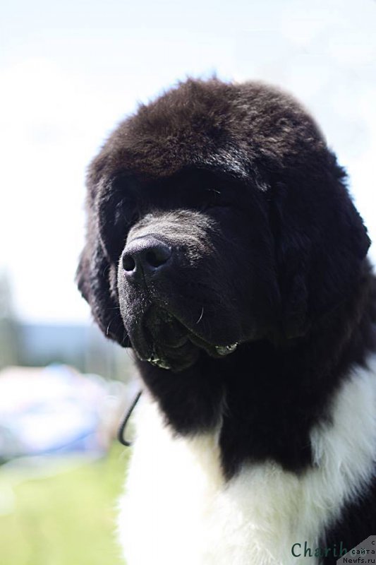 Фото: ньюфаундленд Сент Джонс Перфект фор Вантолла (Sent Djons Perfect for Vantolla)