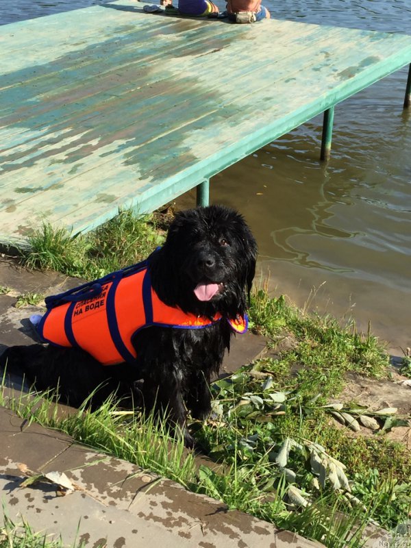 Фото: ньюфаундленд Это Счастье с Берега Дона (Eto Schast'e s Berega Dona)