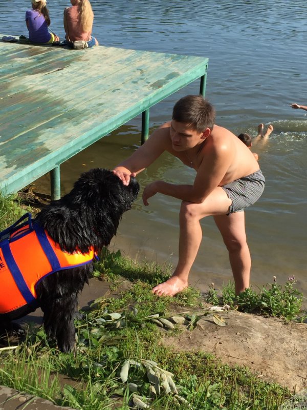 Фото: ньюфаундленд Это Счастье с Берега Дона (Eto Schast'e s Berega Dona)