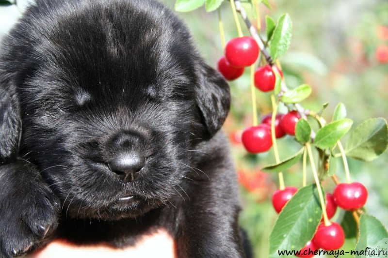 Фото: ньюфаундленд Черная Мафия Абове анд Беуонд (Chernaya Mafia Above and Beyond)