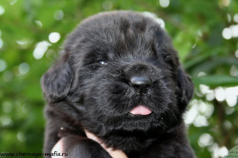 Фото: ньюфаундленд Черная Мафия Абове анд Беуонд (Chernaya Mafia Above and Beyond)