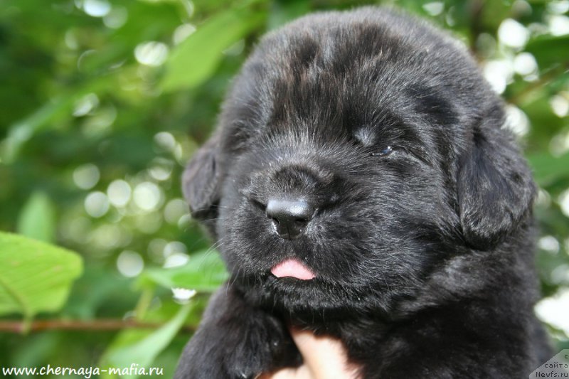 Фото: ньюфаундленд Черная Мафия Абове анд Беуонд (Chernaya Mafia Above and Beyond)