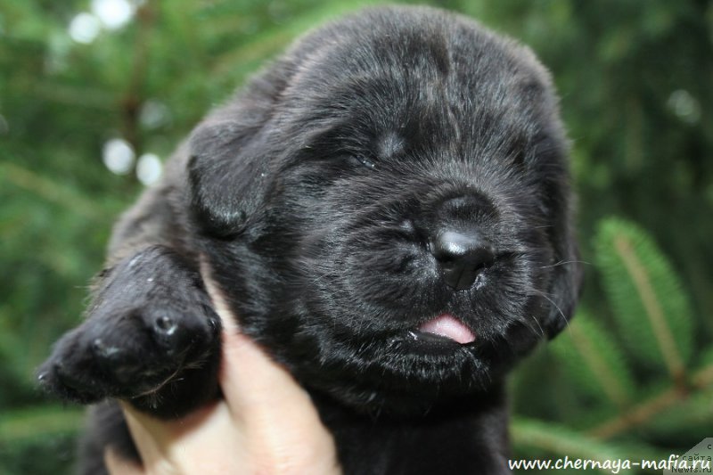 Фото: ньюфаундленд Черная Мафия Асе ин тхе Холе (Chernaya Mafia Ace in the Hole)