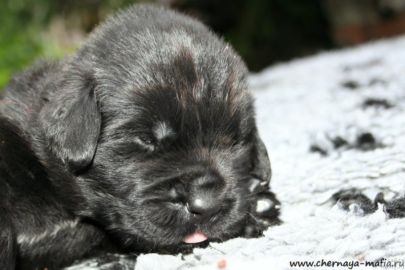 Фото: ньюфаундленд Черная Мафия Асе ин тхе Холе (Chernaya Mafia Ace in the Hole)