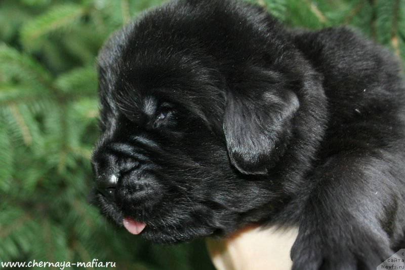 Фото: ньюфаундленд Черная Мафия Асе ин тхе Холе (Chernaya Mafia Ace in the Hole)