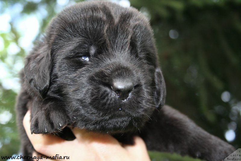 Фотография № 188048