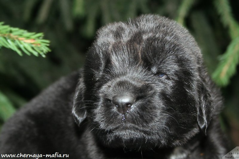 Фото: ньюфаундленд Черная Мафия Аттрактиве Повер (Chernaya Mafia Attractive Power)