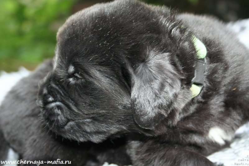 Фото: ньюфаундленд Черная Мафия Аттрактиве Повер (Chernaya Mafia Attractive Power)