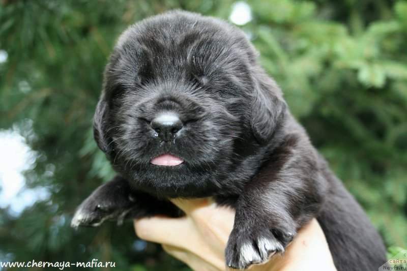 Фото: ньюфаундленд Черная Мафия Аллуринг Проспект (Chernaya Mafia Аlluring Prospect)