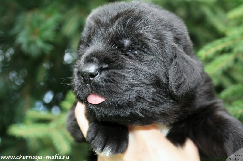 Фото: ньюфаундленд Черная Мафия Аллуринг Проспект (Chernaya Mafia Аlluring Prospect)