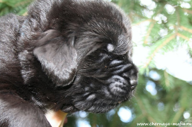 Фото: ньюфаундленд Черная Мафия Аллуринг Проспект (Chernaya Mafia Аlluring Prospect)