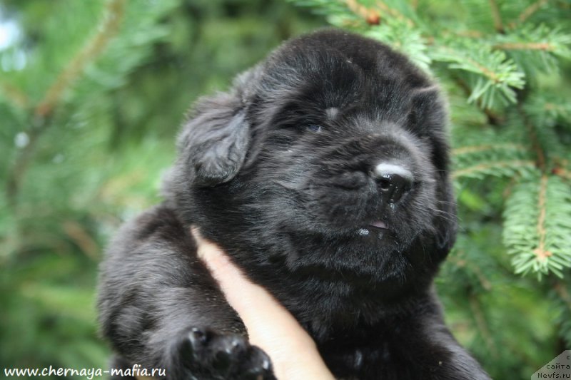 Фото: ньюфаундленд Черная Мафия А Кинд оф Магик (Chernaya Mafia А Kind of Magic)