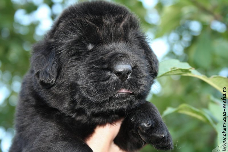 Фото: ньюфаундленд Черная Мафия А Кинд оф Магик (Chernaya Mafia А Kind of Magic)