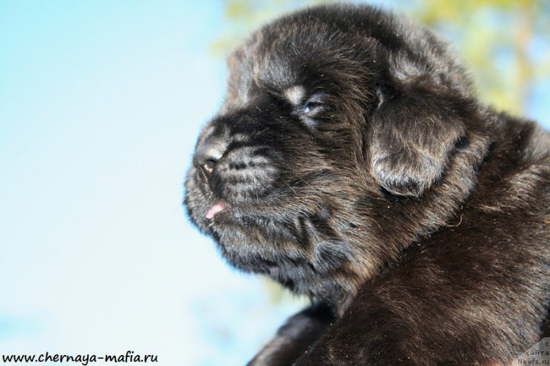 Фото: ньюфаундленд Черная Мафия А Кинд оф Магик (Chernaya Mafia А Kind of Magic)