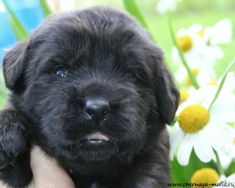 Фото: ньюфаундленд Черная Мафия Ангел Амонг Ус (Chernaya Mafia Аngel Among Us)