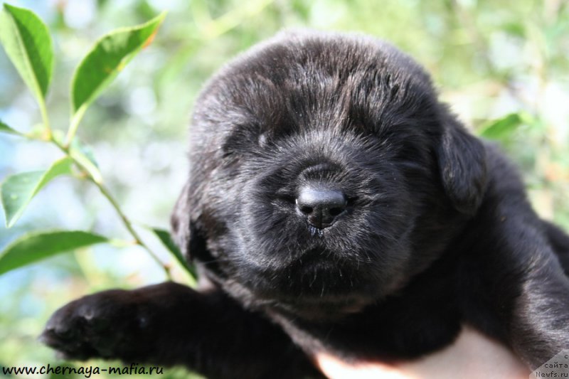 Фотография № 188062