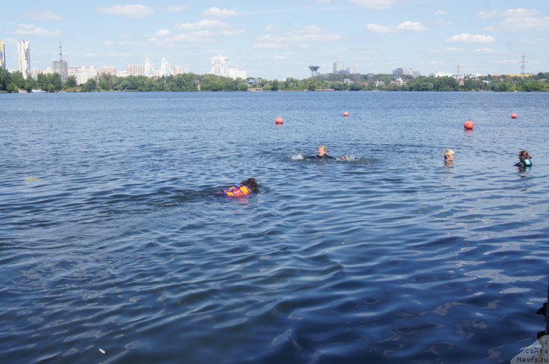 Фото: ньюфаундленд Ангел Хранитель Граффидд (Angel Khranitel Gruffidd)