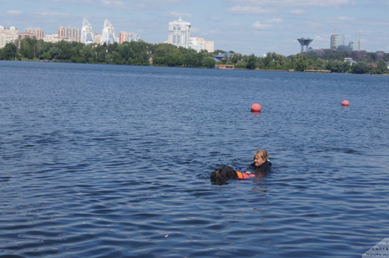 Фото: ньюфаундленд Ангел Хранитель Граффидд (Angel Khranitel Gruffidd), Антонина Чигвинцева