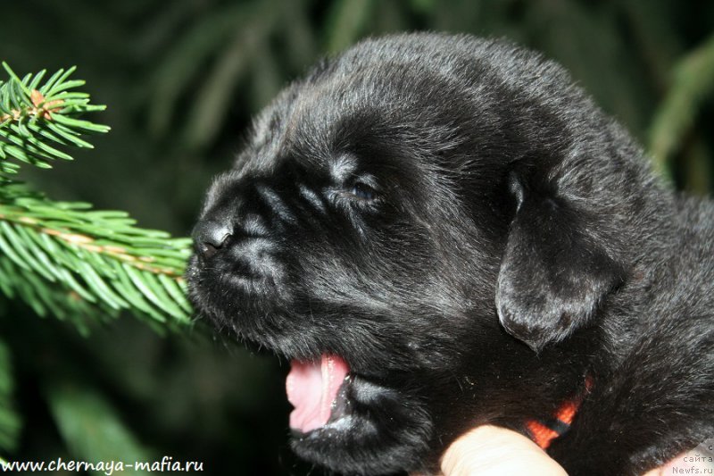 Фото: ньюфаундленд Черная Мафия Алл Ригхтс Ресервед (Chernaya Mafia Аll Rights Reserved)