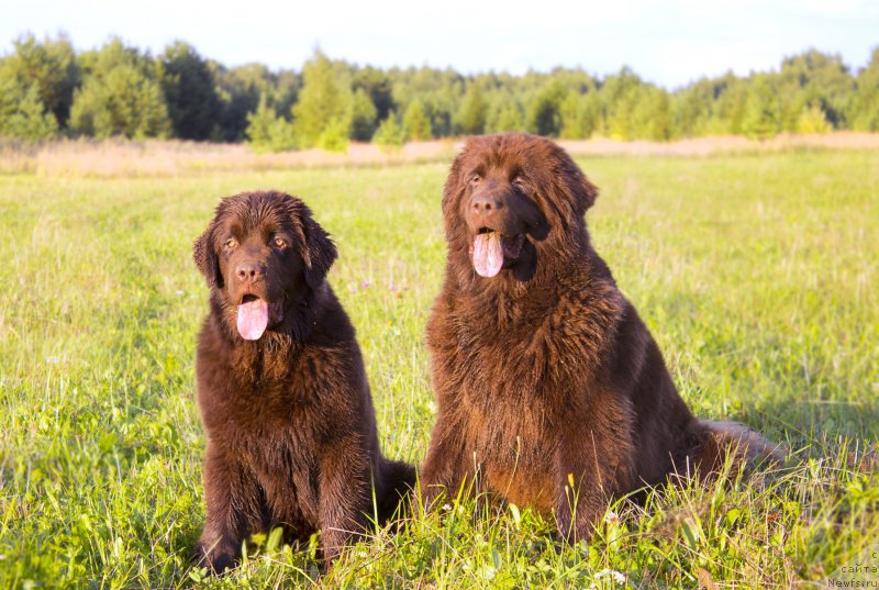 Фото: ньюфаундленд Наоми Таголири фор Браунблад (Naomi Tagoliri for Brouwnblood), ньюфаундленд Сверкающая Гора Машаме (Sverkayuzhaya Gora Mashame)